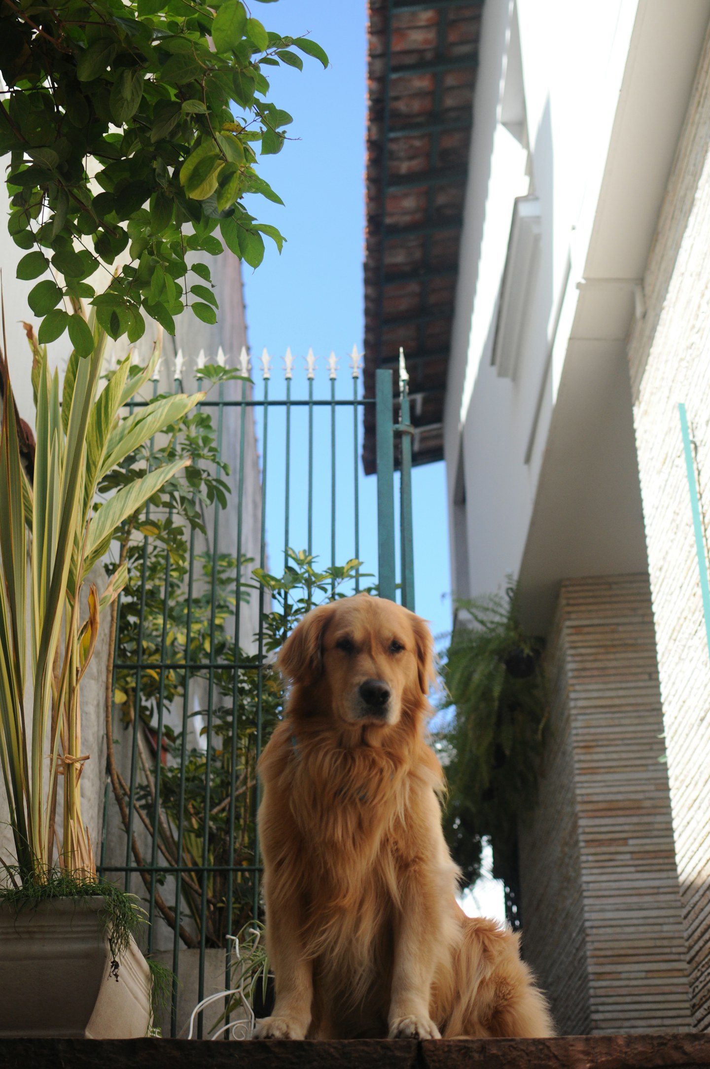 A golden retriever outdoors